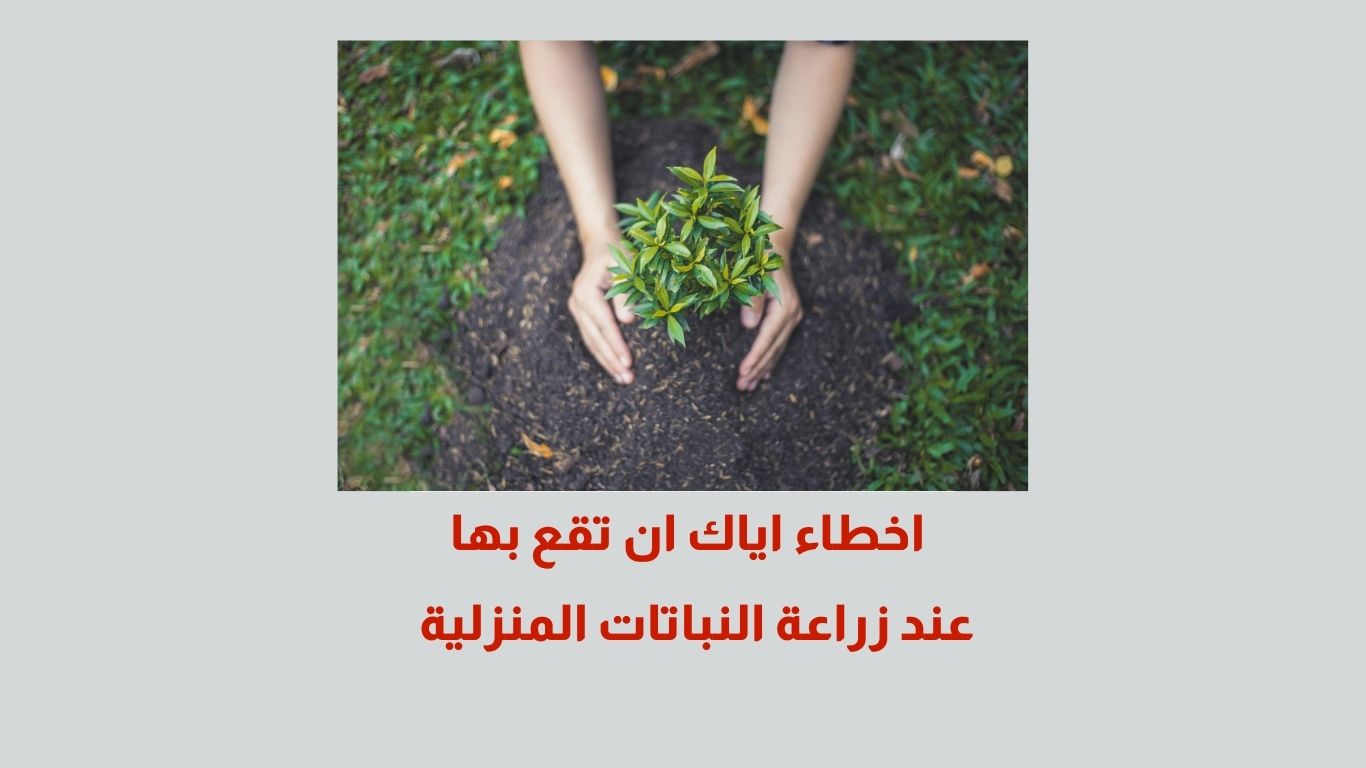 زراعة النباتات المنزلية