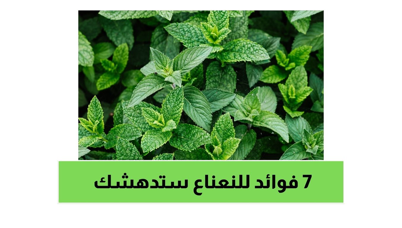 7 فوائد للنعناع ستدهشك